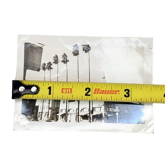 Vtg San Bernardino California Tall Trees Original Monochrome Photography Found - Picture 3 of 4